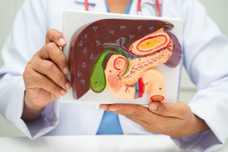 model anatomic al ficatului, vezicii biliare și pancreasului