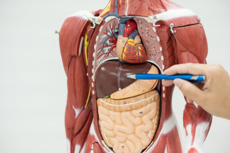 Model anatomic al corpului uman