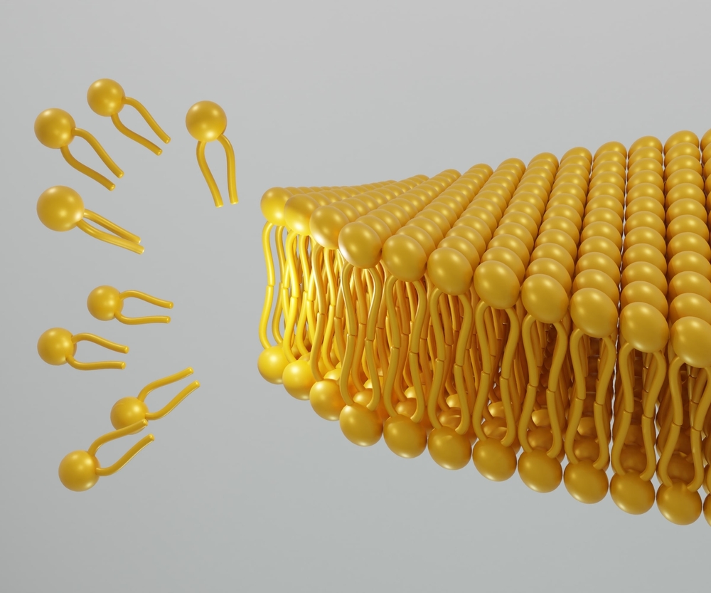 Strat de fosfolipide