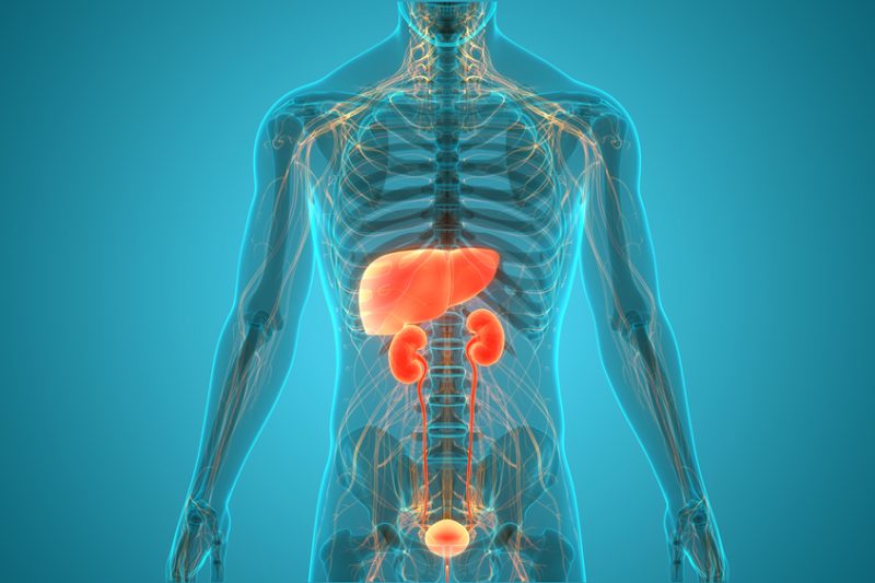 model anatomic al ficatului si rinichilor