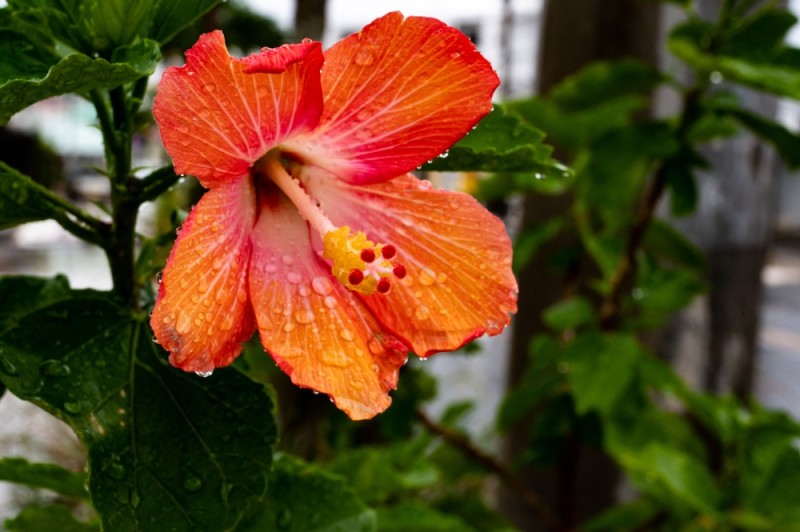 floare de hibiscus