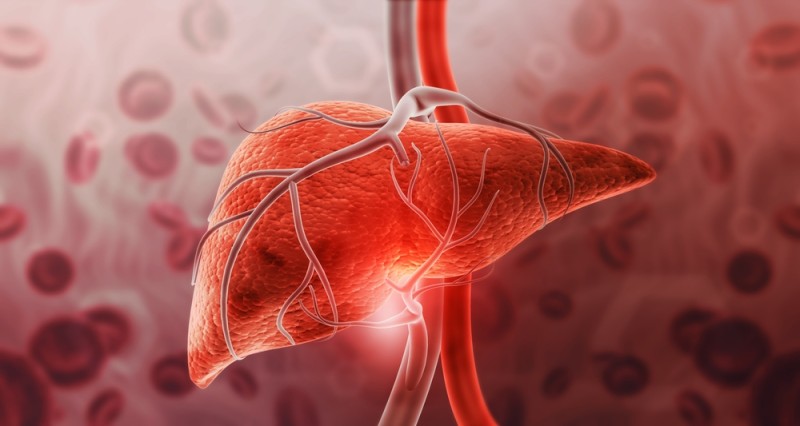 Ilustrație a ficatului