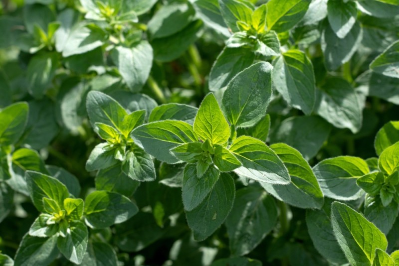 planta de oregano
