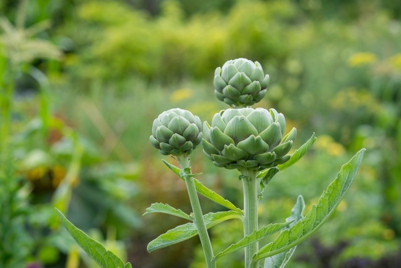 Close-up planta de anghinare